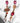 Katerina Psoma Red Crystal Dangle Earrings