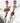 Katerina Psoma Red Crystal Dangle Earrings